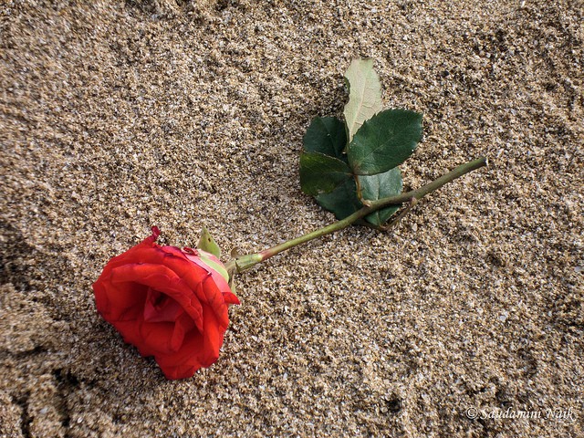 生き残る 成功する人の考え方